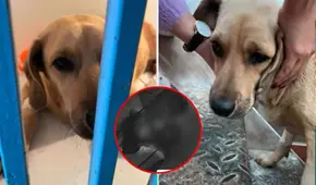 Sujeto ataca brutalmente a un perrito en Chimbote frente a vecinos: cámaras captaron el momento