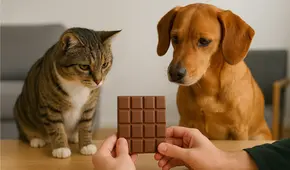 ¿Qué pasa si le doy chocolate a mi mascota? Veterinario aclara si es correcto dar dulces a mi gato, perro y otros animales domésticos