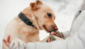 Científicos confirman que los perros pueden oler el Parkinson antes que aparezcan los síntomas y con 98% de precisión