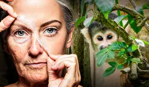 Científicos de Harvard revierten el envejecimiento en monos con terapia genética y preparan ensayo en humanos para 2026