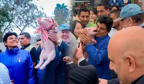 'Porky Jr.', el cerdito de López Aliaga, mordió a la congresista Norma Yarrow durante la presentación de trenes