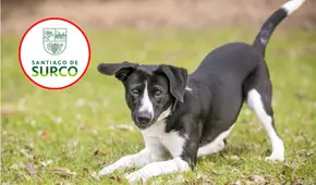 Municipalidad de Surco identifica y formaliza denuncia contra presunto autor de envenenamiento de ocho perros