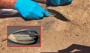 Producto ancestral de Perú en Jaén sorprendió a arqueólogos: tendría más de 6.000 años de antigüedad