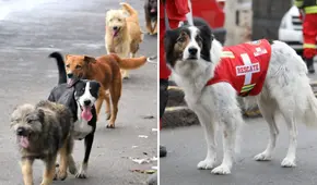 Día del Perro 2025: ¿cuándo es, por qué se celebra y cuál es la historia de esta fecha?