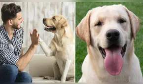 Frases del Día del Perro 2025: mensajes de amor y gratitud para tu fiel compañero este 21 de julio