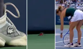 Tenista detuvo partido para salvar a insecto de los pelotazos, pero el recogebolas no tuvo piedad y lo aplastó