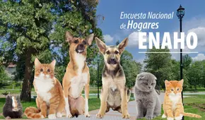 INEI incluirá por primera vez módulo sobre mascotas y su cuidado en Perú en la ENAHO 2025: estas serán las preguntas