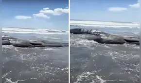 Impactantes imágenes muestran ballenas varadas en Japón tras devastador terremoto de magnitud 8.8 en Rusia