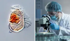 El misterioso ser que no está “vivo ni muerto” descubierto en Japón que cambia la historia evolutiva