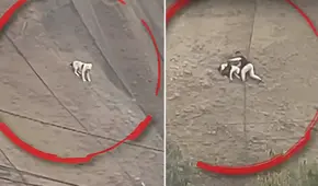 Hombre desafió el peligro y salvó a perrito que quedó atrapado en acantilado en San Miguel