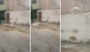 Perrito trepa pared de su casa al ver que nadie le abre la puerta: "En su vida anterior fue gato"