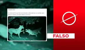 Este perro no se enfrentó a un caimán con un rosario: se trata de un montaje