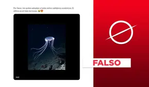 Video de animales marinos descubiertos en el mar de Argentina no es real: fue creado con IA