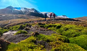 Unos científicos fueron al ártico en busca de la nieve, pero se encontraron con flores y lluvia