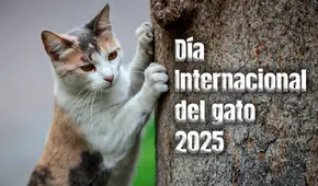Día del gato 2025: ¿por qué se celebra el 8 de agosto y en otras dos fechas más en el año?