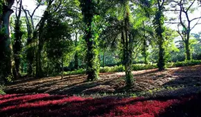 El jardín secreto de Venezuela con más de 2.500 especies exóticas provenientes de los cinco continentes