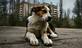 Científicos descubren en los perros de Chernobyl más de 390 genes únicos y casi inmunidad total al cáncer