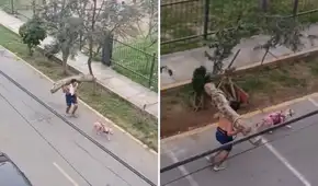 Hombre entrena cargando un tronco en su espalda mientras su perro lo jala y comentarios en TikTok estallan: “Está entrenando para semana santa”