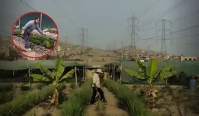 Peruana transformó basural de SJM en un huerto y hoy triunfa con emprendimiento de plantas medicinales: "Nadie apostaba por esto"
