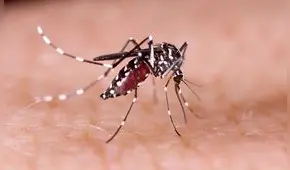 Chikungunya: que es, como prevenir y tratar el peligroso virus que transmiten los mosquitos en el Perú