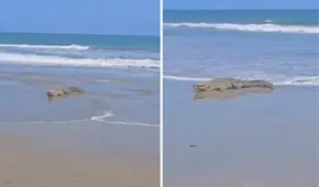 Cocodrilo gigante es captado en playa de Tumbes y causa pánico en los residentes de la zona