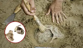 Hallan evidencia de canibalismo humano en restos de hace 5.700 años: científicos descartan algún tipo de ritual funerario Hallan evidencia de canibalismo humano en restos de hace 5.700 años: científicos descartan algún tipo de ritual funerario