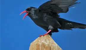 El increíble regreso de un ave considerada extinta a Kent, Inglaterra: la especie vuelve tras 200 años de ausencia