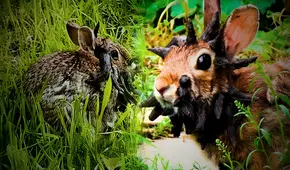 ¿Extraño virus que hace que les salgan cuernos a los conejos en EEUU puede transferirse a humanos? Expertos responden