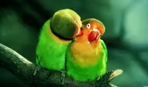 Científicos revelan una alta tasa de cambio de sexo en las aves silvestres: contaminación ambiental sería factor clave Científicos revelan una alta tasa de cambio de sexo en las aves silvestres: contaminación ambiental sería factor clave