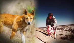 El trágico caso Chamberlain: bebé fue atacada por un animal salvaje, pero los padres fueron condenados por asesinato