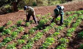 El producto estrella del Perú que lidera las exportaciones y superó a Chile como principal productor mundial: crece al 122% anual