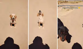 Censista invita bocadillo a perrito, pero llega otro más grande a pedir su parte: "Están cobrando peaje"