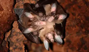 El lazo entre los murciélagos carnívoros es tan grande que se abrazan, se acurrucan e incluso comparten la comida