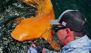 Un extraño tiburón de piel naranja y ojos blancos es descubierto por pescadores en el mar del Caribe