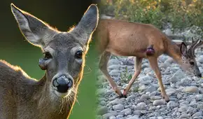 Ciervos con verrugas extrañas causan alarma tras brote de virus en EEUU: deambulan por patios y áreas silvestres