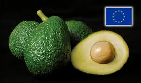 Palta peruana bajo lupa en la Unión Europea y Chile: detectan alto niveles de cadmio en exportaciones del "oro verde"