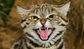 No es el león, ni el tigre: este es el felino más letal del mundo que puede cazar más de 10 animales por noche