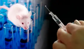 Científicos usan hilo dental en ratones y terminan creando una posible alternativa sin agujas a las vacunas