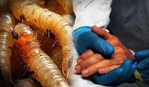 Detectan el primer caso humano del parásito del gusano come carne en EEUU, asociado a un viaje de El Salvador