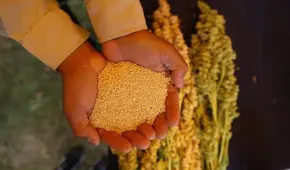 El país de Sudamérica que supera a Bolivia en el mercado mundial de la quinua y lidera con exportaciones de US$140 millones