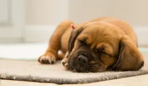 Una psicóloga de Harvard revela que los perros sueñan visualmente que juegan con sus dueños