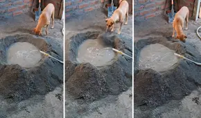 Perrito ayuda a su dueño a preparar cemento y en redes bromean: "En su antigua vida fue albañil"