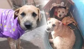 Karim y Darlin, perritas hermanas abandonadas en una estación del Metropolitano, esperan un hogar definitivo