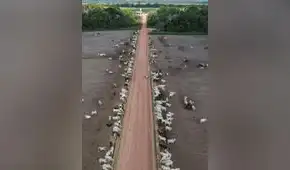 La ganadería sostenible podría frenar las emisiones de metano en Brasil, según ecologistas La ganadería sostenible podría frenar las emisiones de metano en Brasil, según ecologistas