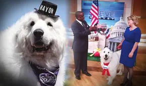 Esta es la historia de Duke, el perro que fue elegido 'alcalde' 4 veces en un pueblo de EEUU