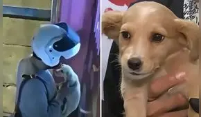 Repartidor abandona cachorra de dos meses lanzándola por las rejas de una veterinaria en Ate