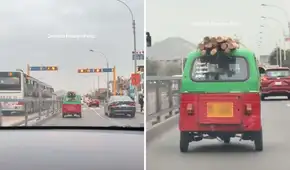 Mototaxi es captada llevando troncos en el techo y usuarios en redes bromean "Destino Final de Temu"