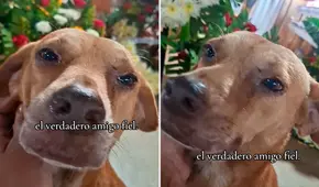 Perrito hace llorar a miles al verlo derramar lágrimas durante velorio de su dueña: “¡Qué dolor!”