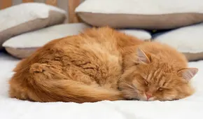 Los científicos ya saben por qué la mayoría de los gatos suelen dormir del lado izquierdo