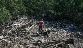 El programa brasileño para rastrear el ganado será vital para combatir la deforestación